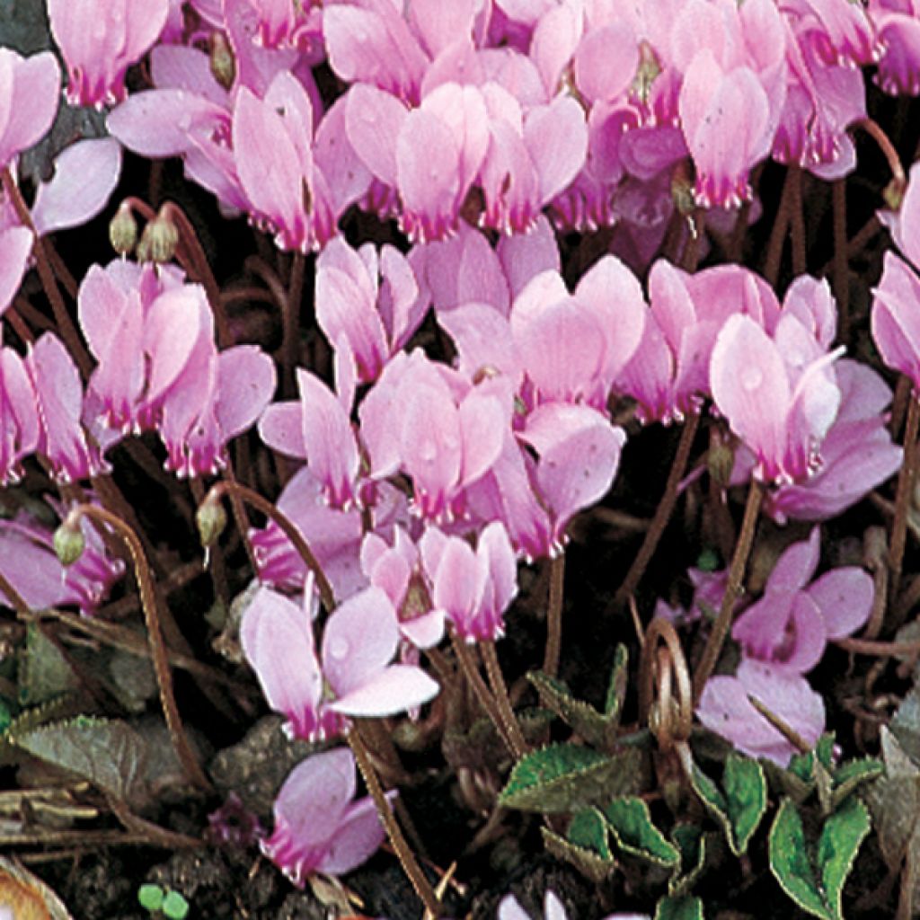 Pink Naples Cyclamen