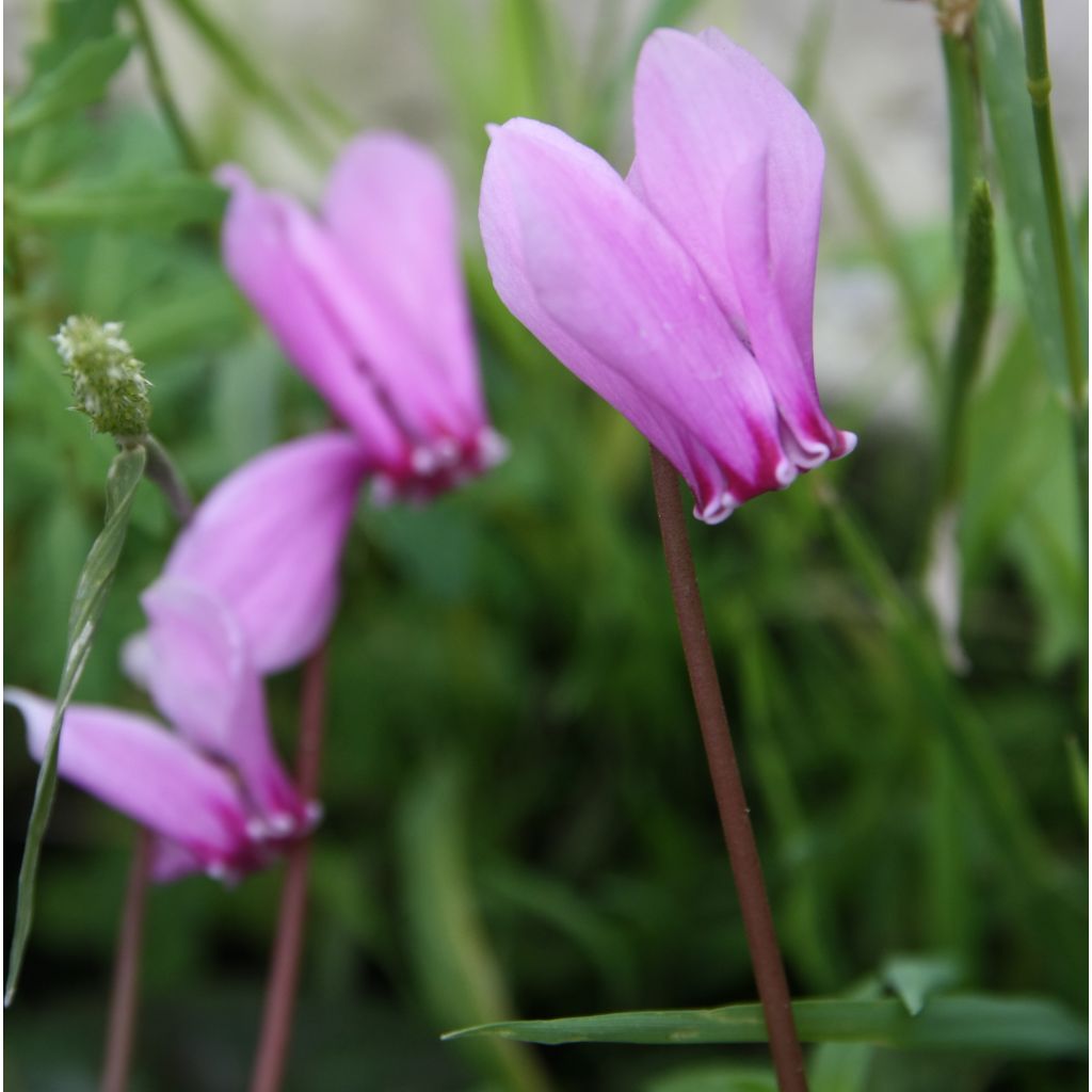 Pink Naples Cyclamen