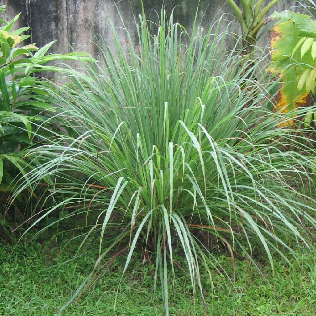 Madagascan Lemongrass plants - Cymbopogon citratus