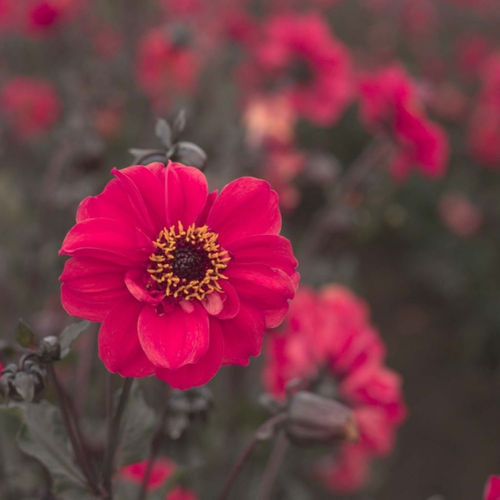 Dahlia Bishop of Canterbury