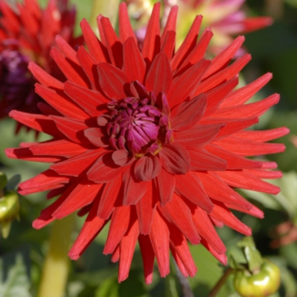 Dahlia cactus red Majorette