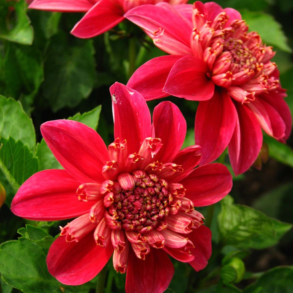 Dahlia Inca