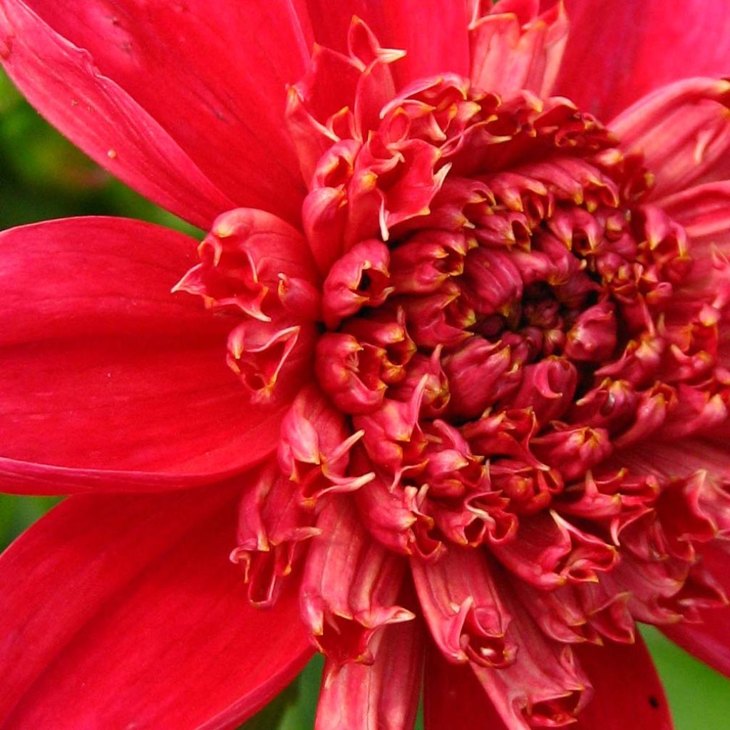 Dahlia Inca