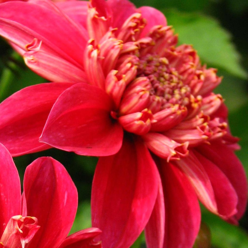 Dahlia Inca