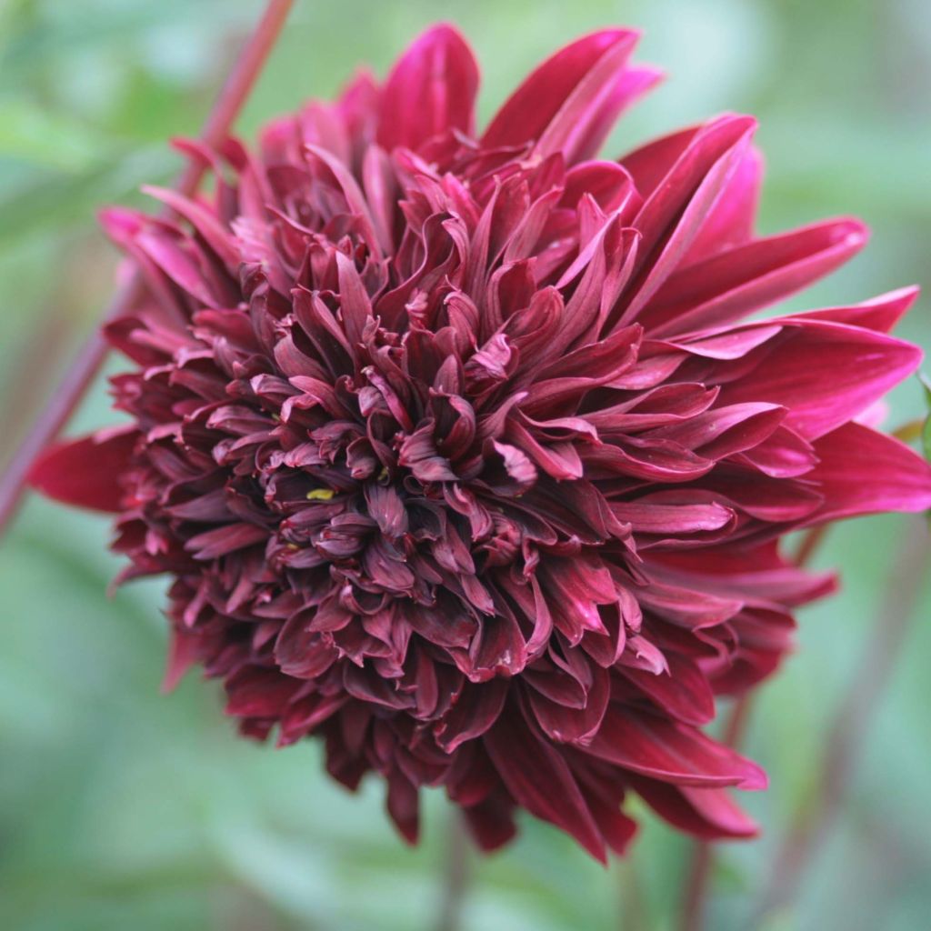 Dahlia Anemone Soulman