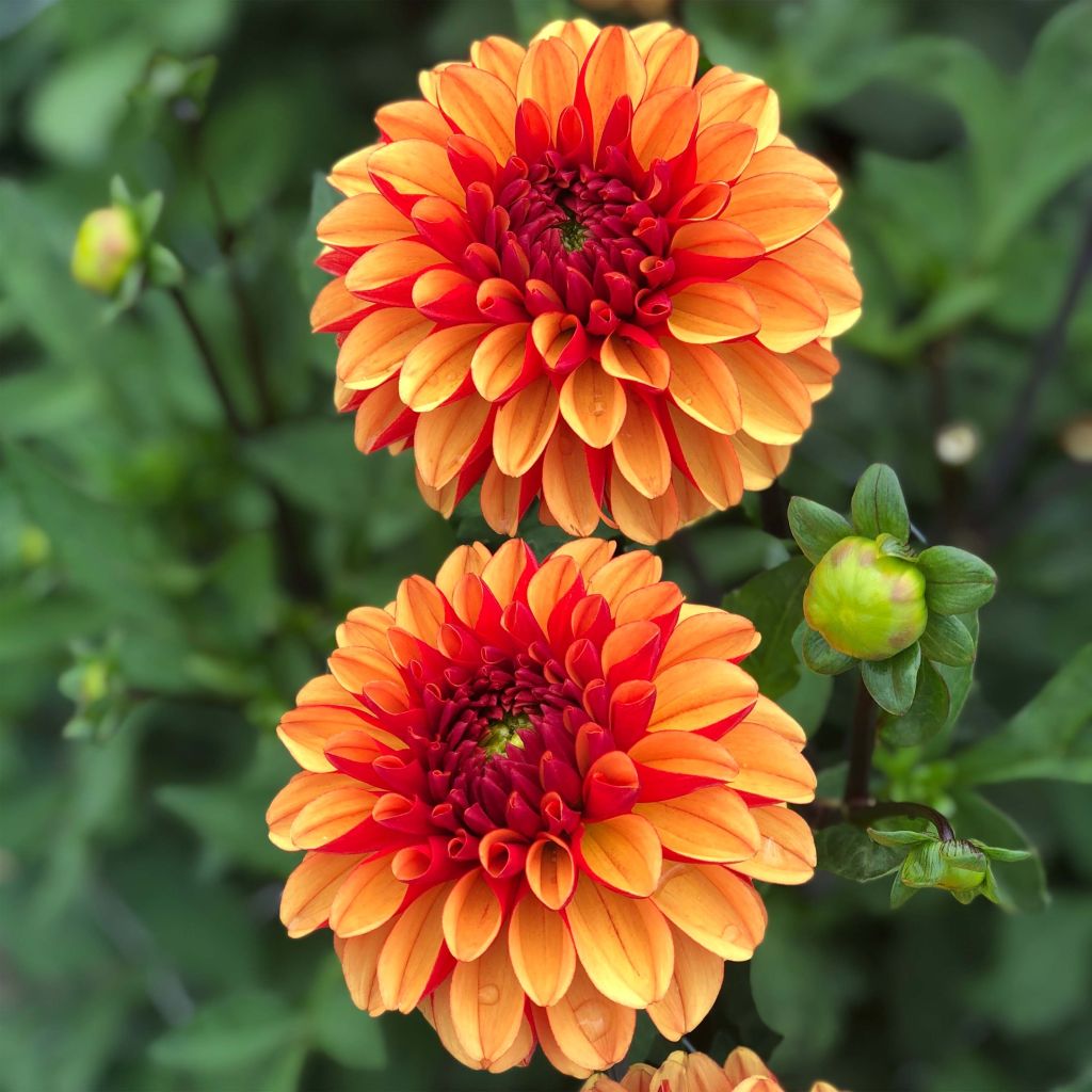 Dahlia American Sunset