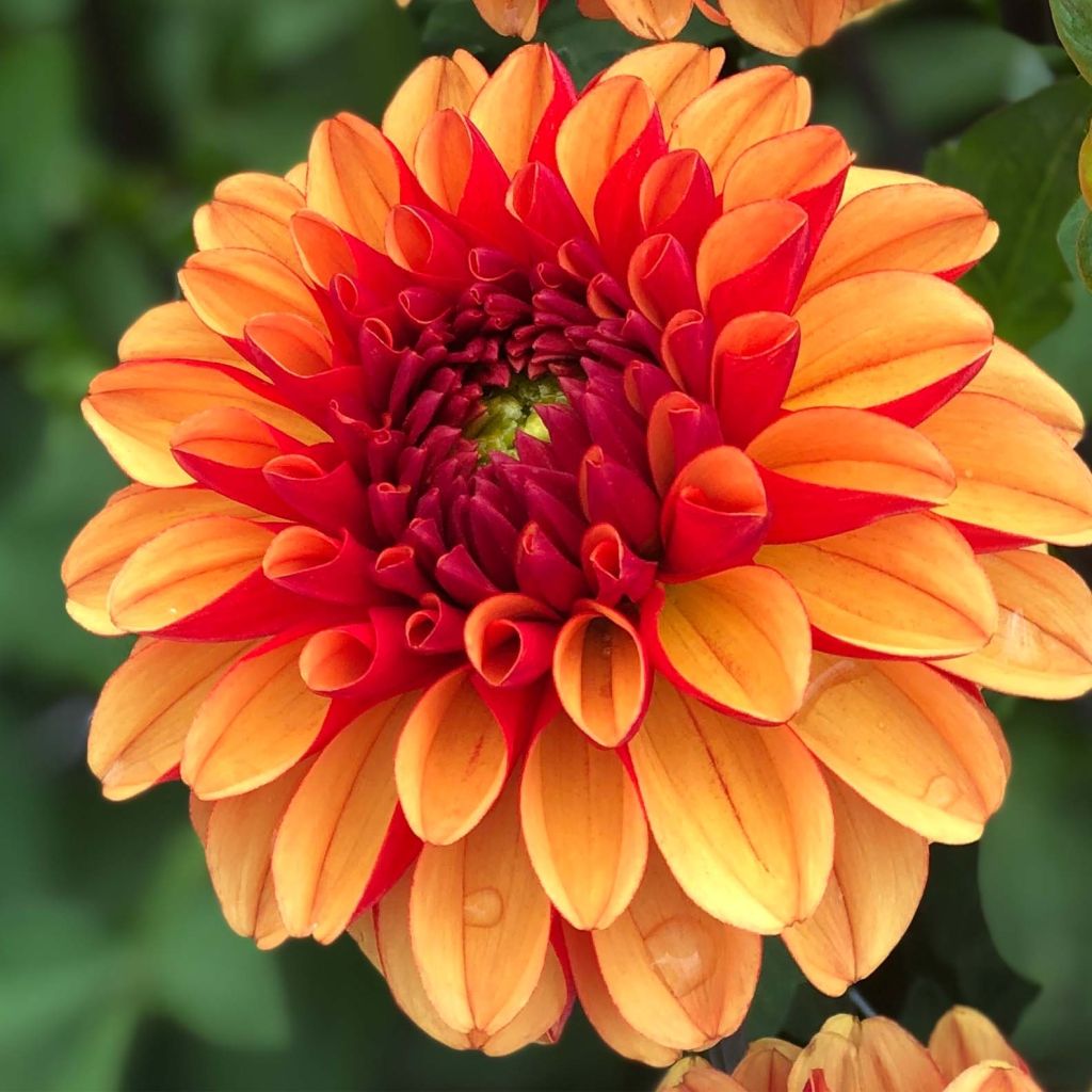 Dahlia American Sunset