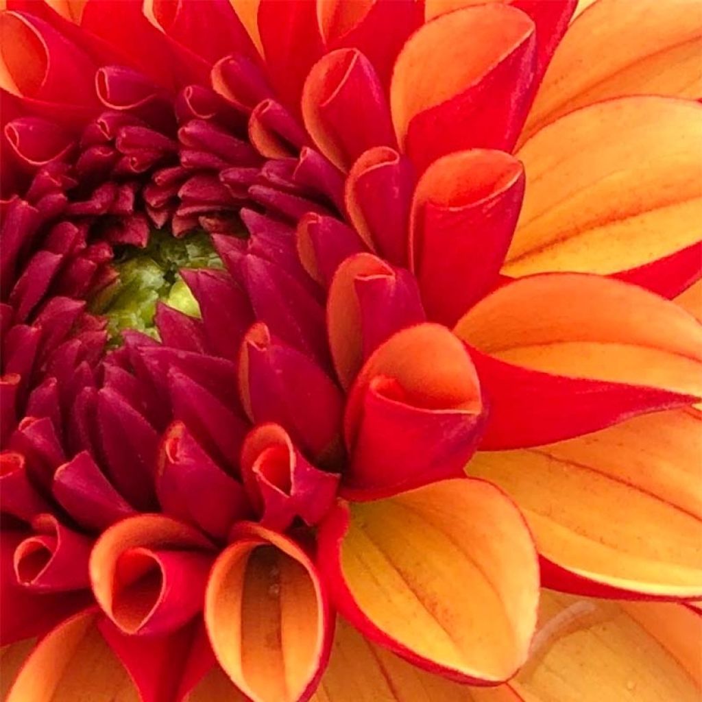 Dahlia American Sunset