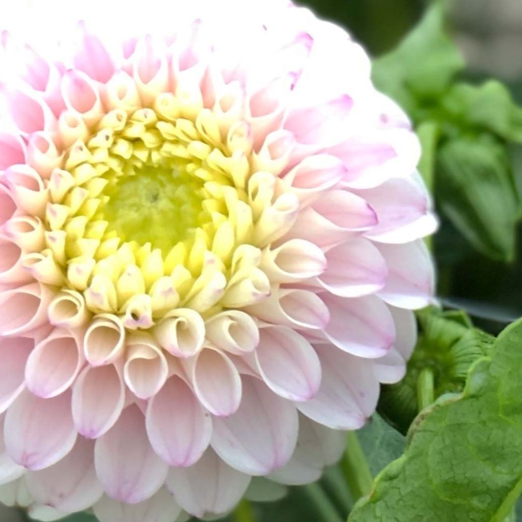 Dahlia Pink Pearl