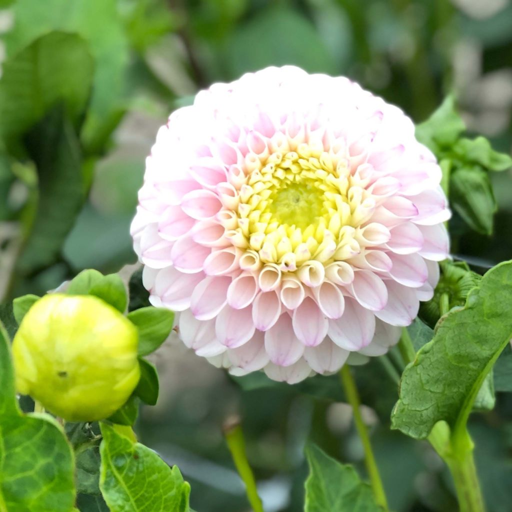 Dahlia Pink Pearl