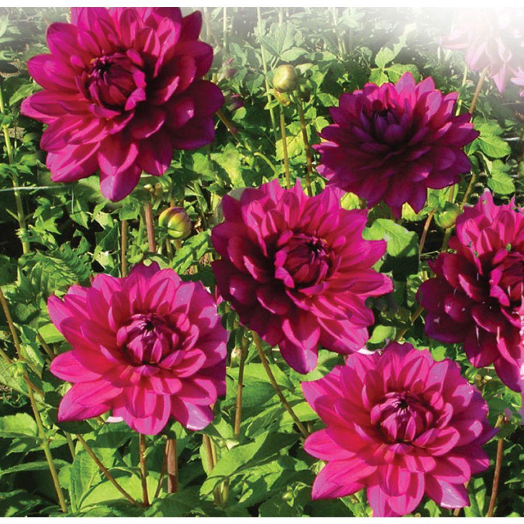 Dahlia Berner Oberland