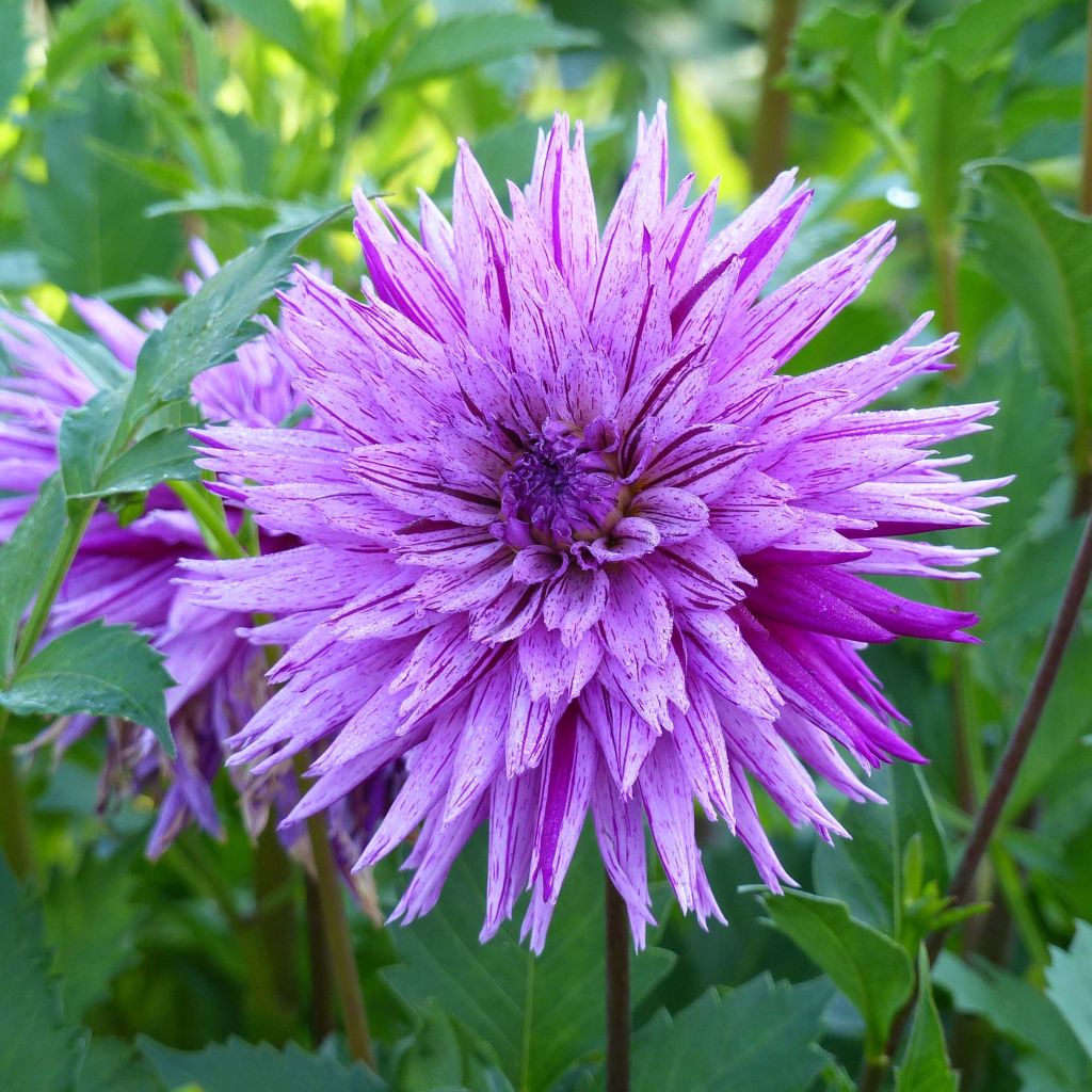 Dahlia Striped Ambition