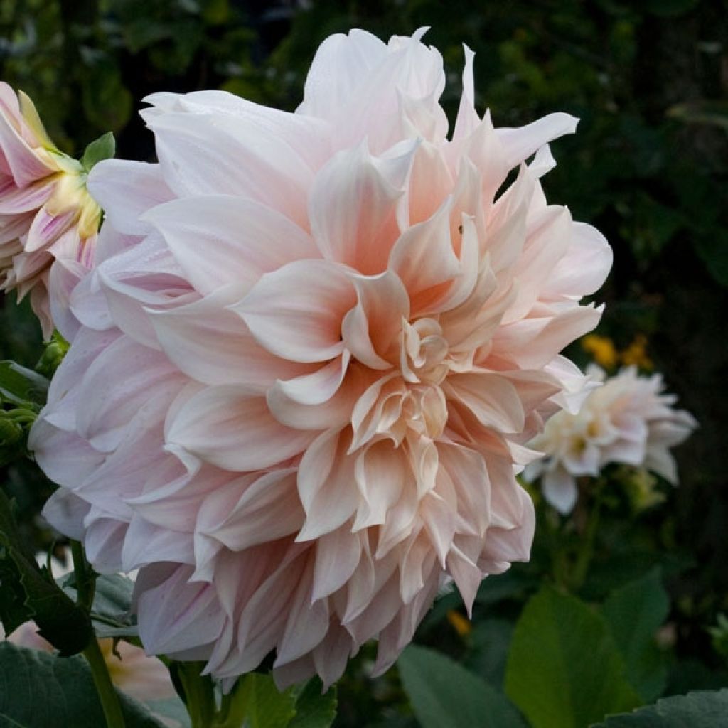 Dahlia géant Café Au Lait