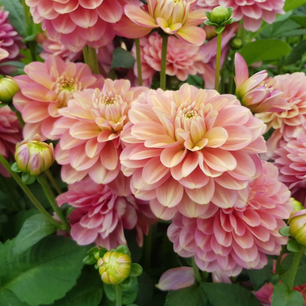 Dahlia Milena Fleur