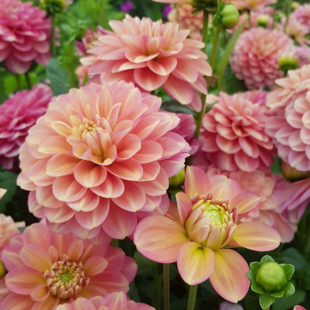 Dahlia Milena Fleur