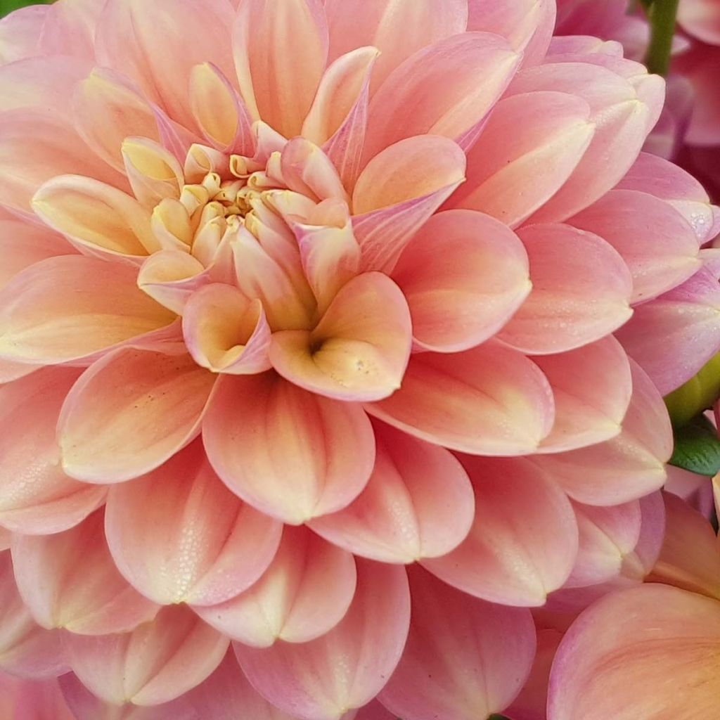 Dahlia Milena Fleur