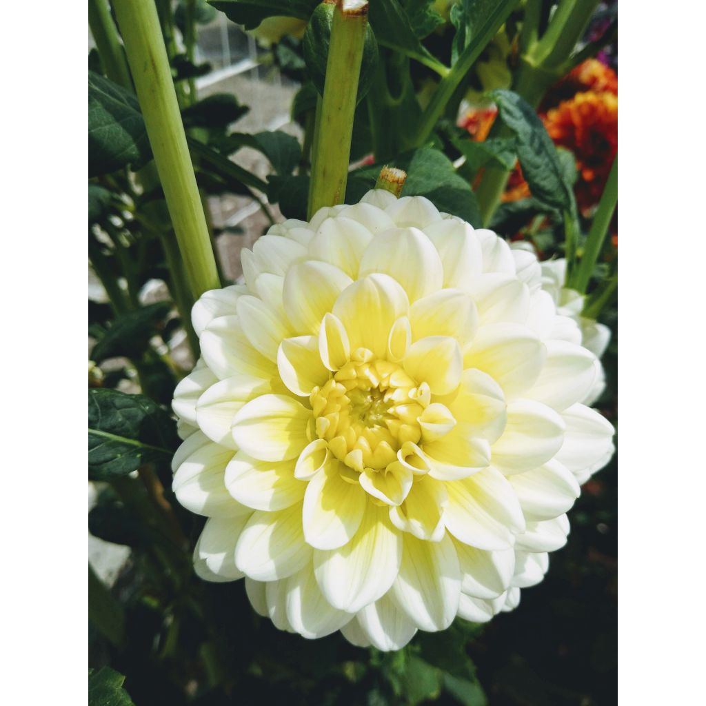 Dahlia Vanilla