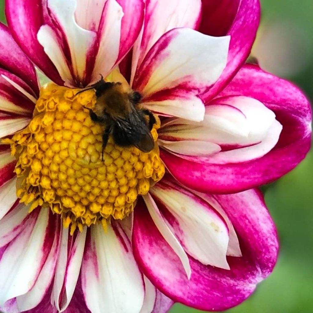 Dahlia Bumble Rumble