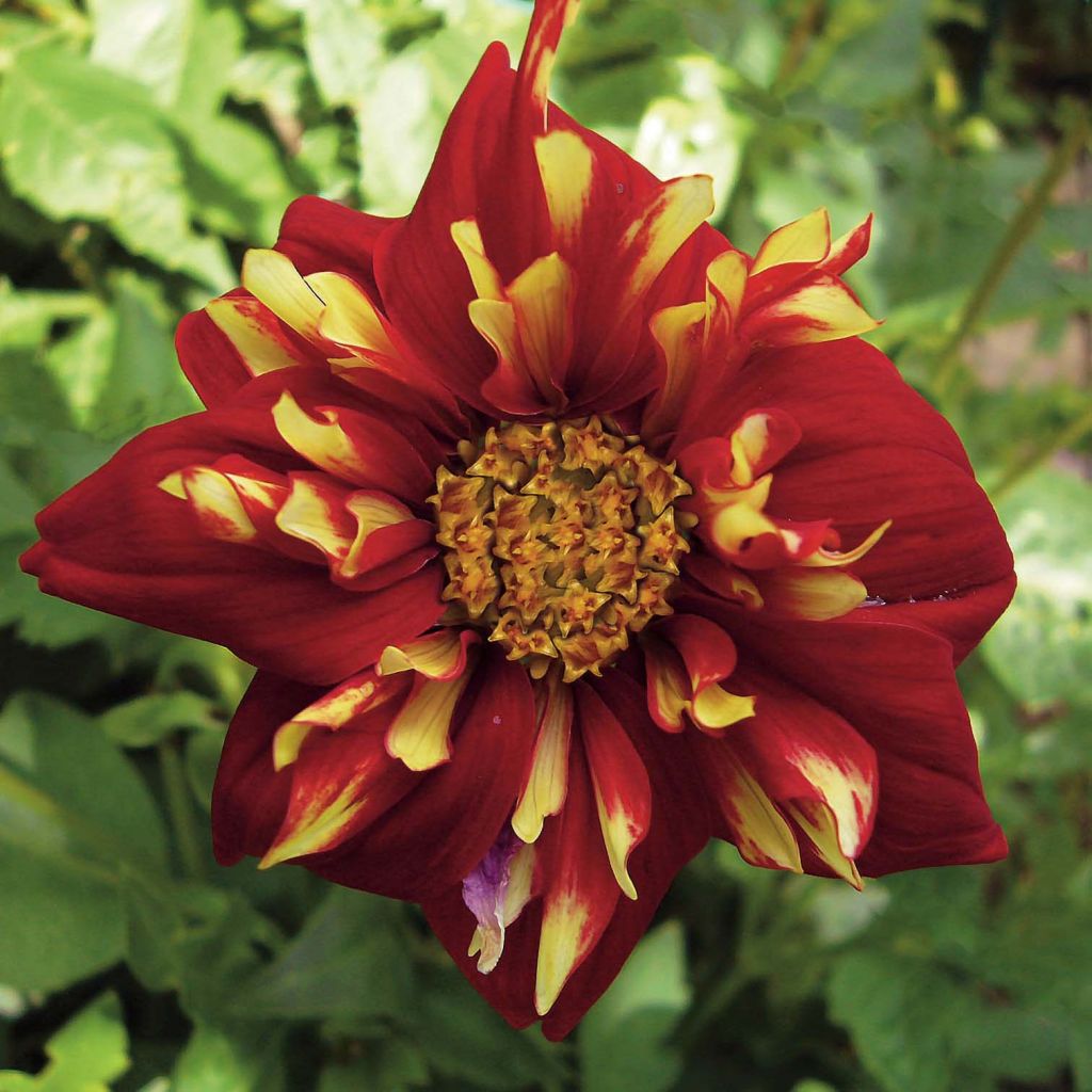 Dahlia Impression Festivo