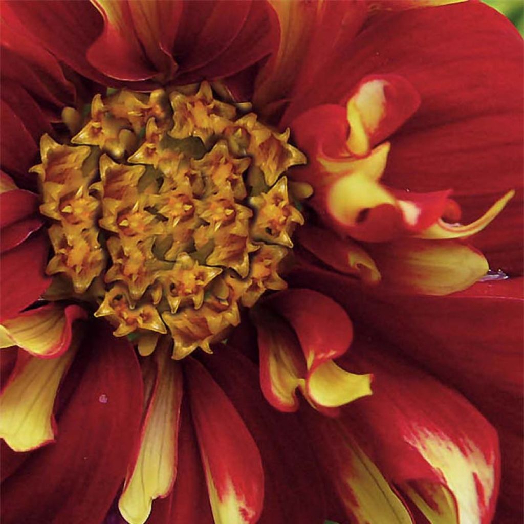 Dahlia Impression Festivo