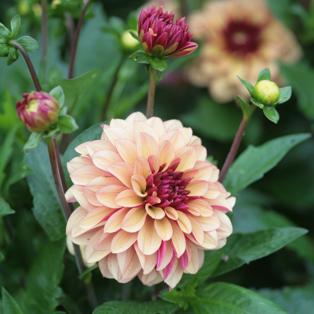 Dahlia Crème de Cognac