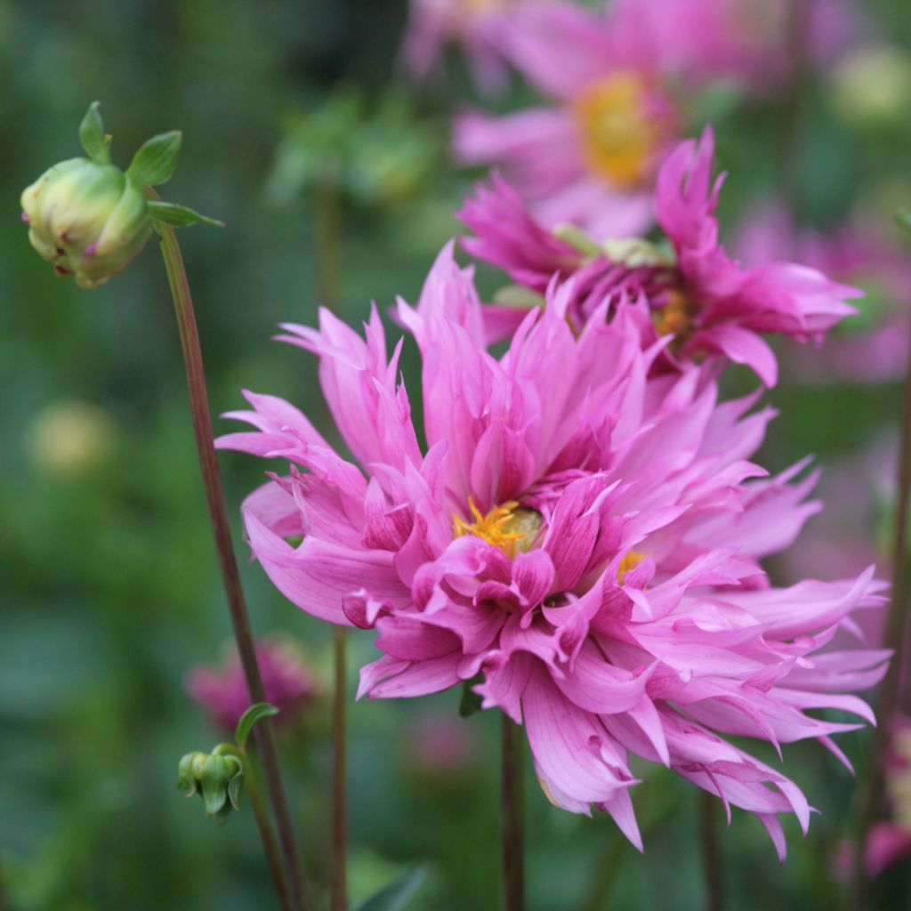 Dahlia Frizzle Sizzle