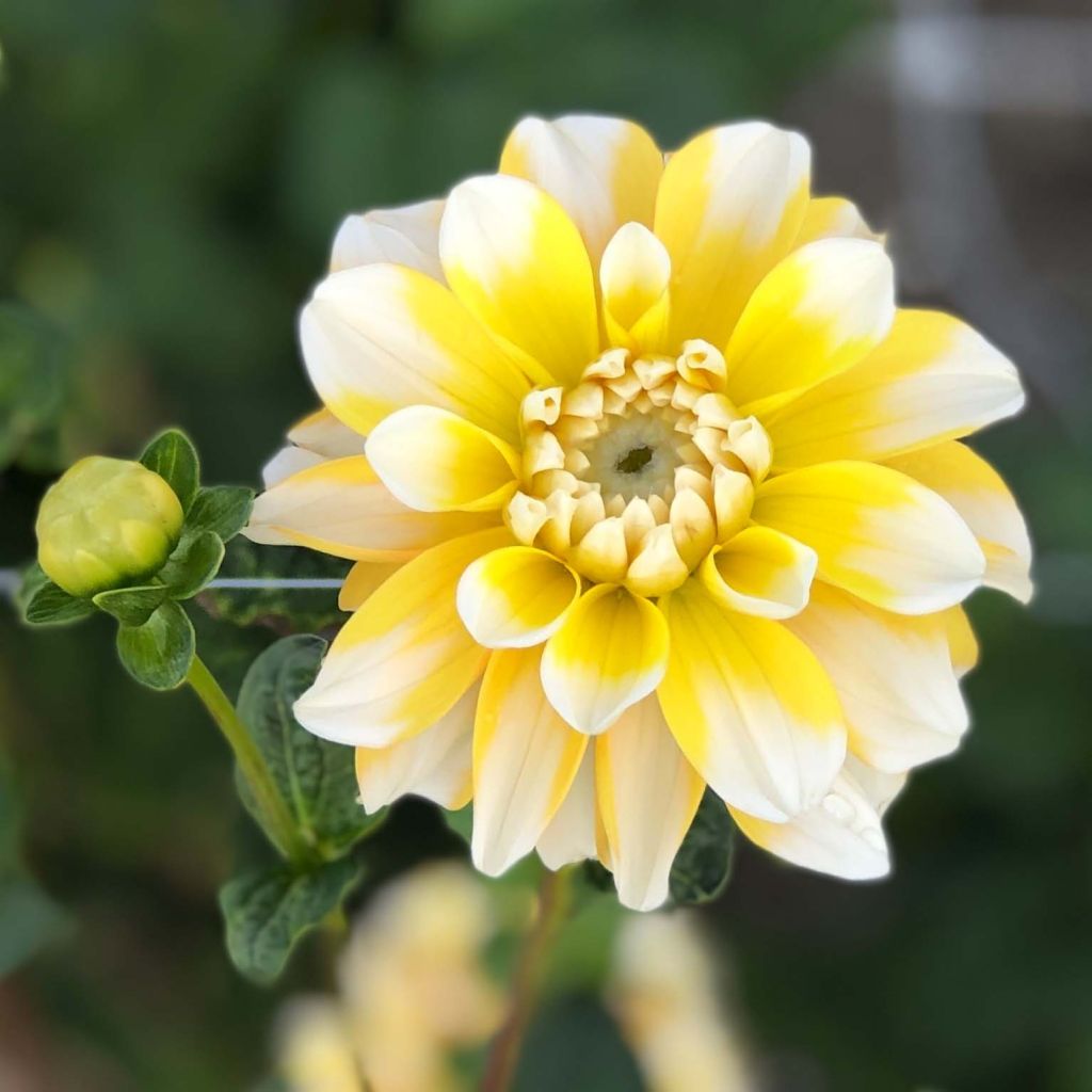 Dahlia Lemon Cane