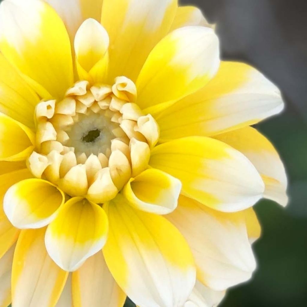 Dahlia Lemon Cane