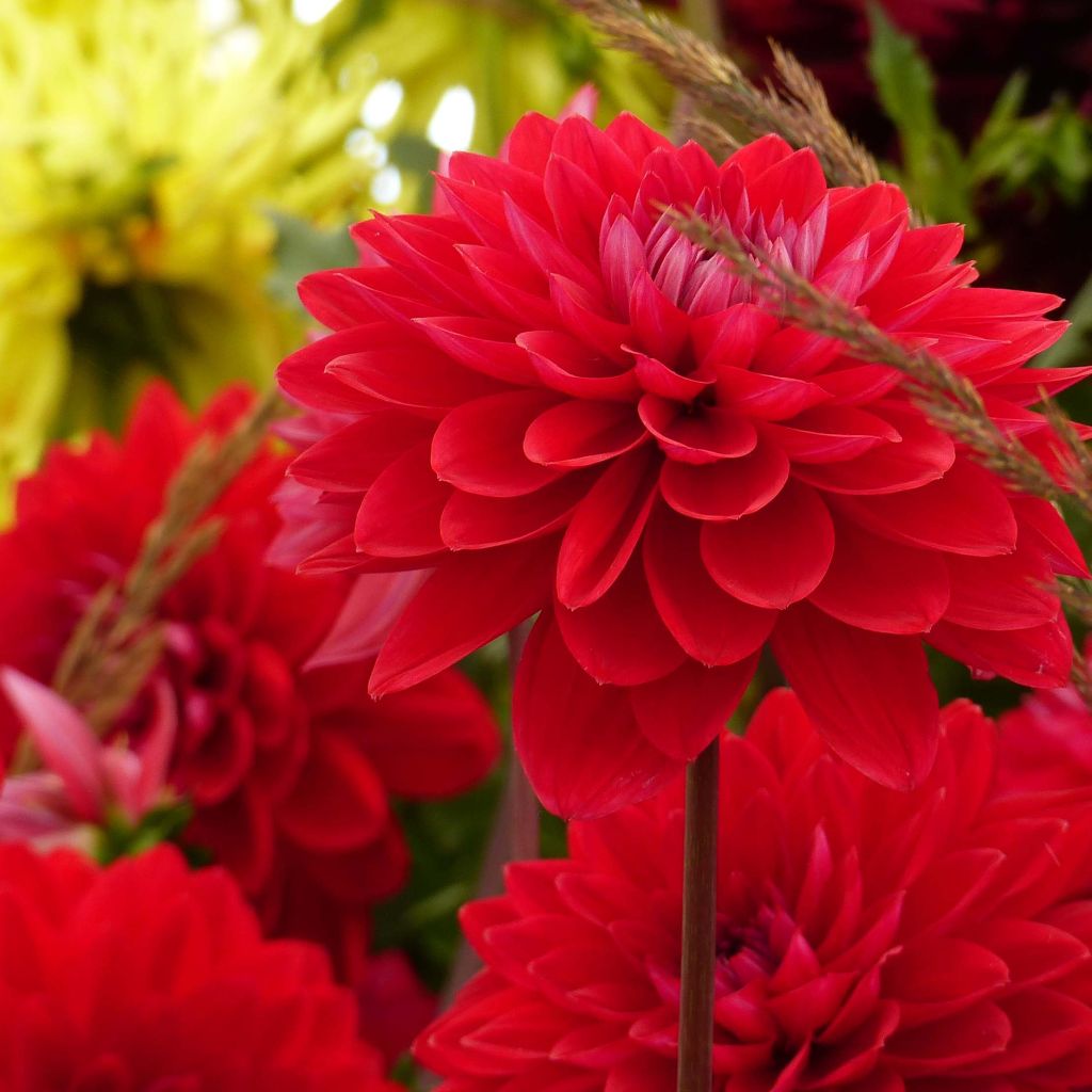 Dahlia Philadelphia