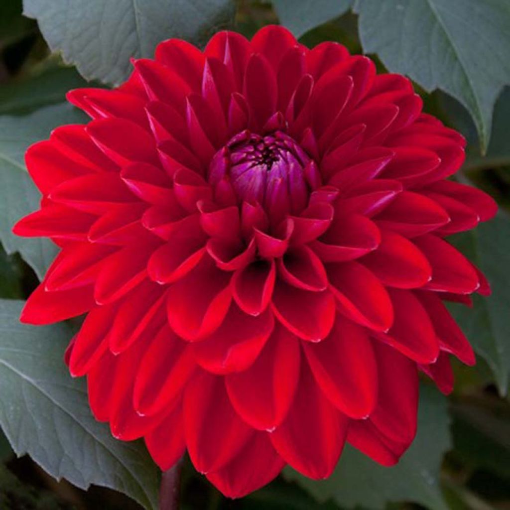 Dahlia Philadelphia