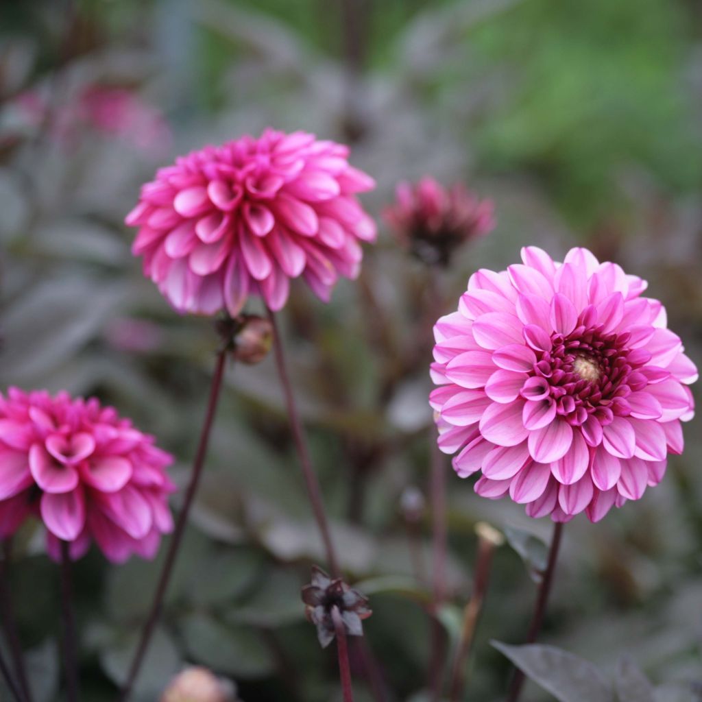 Dahlia Profundo