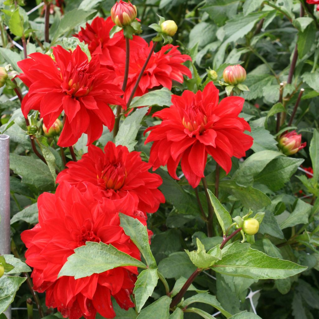 Dahlia Barbarossa