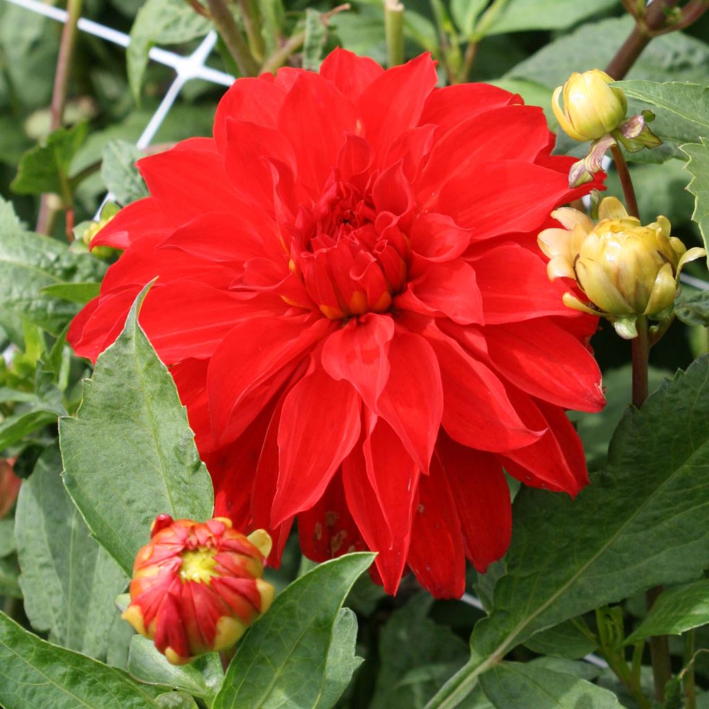 Dahlia Barbarossa