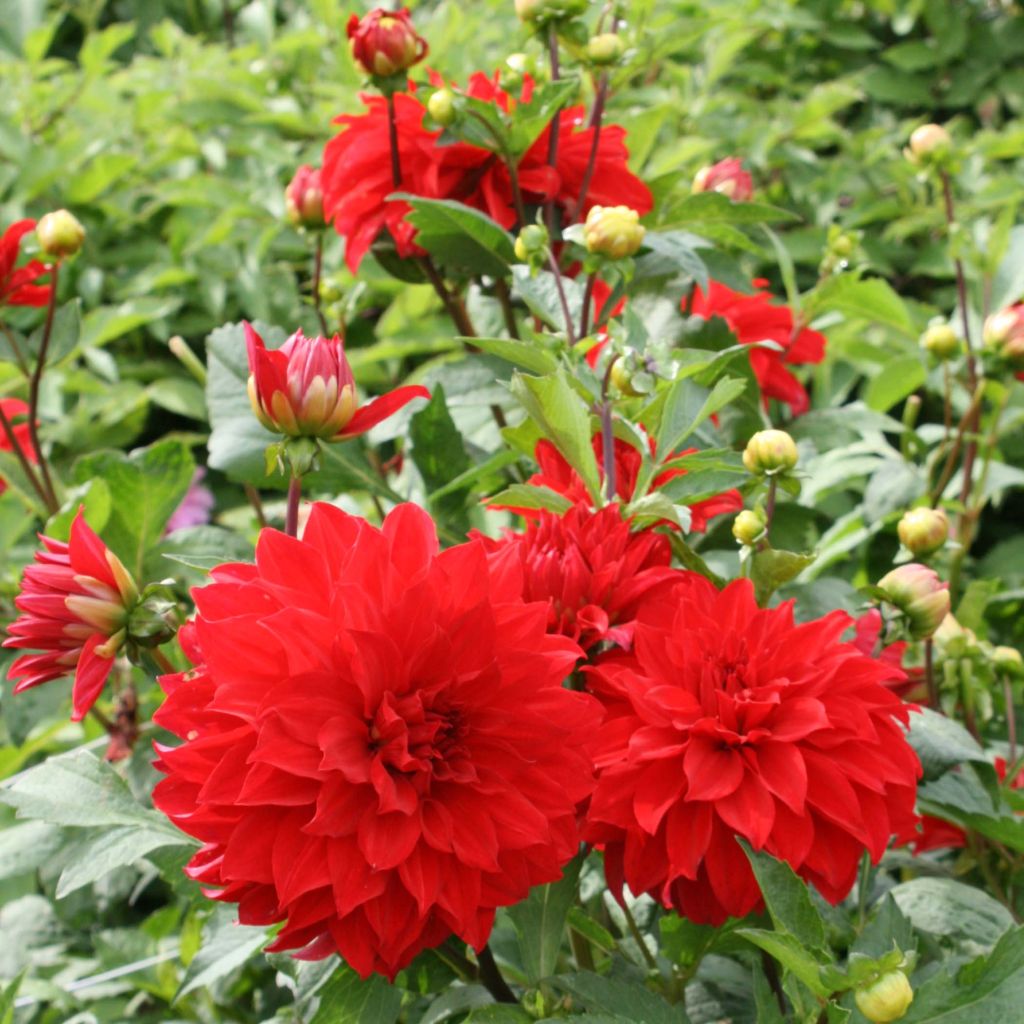 Dahlia Barbarossa