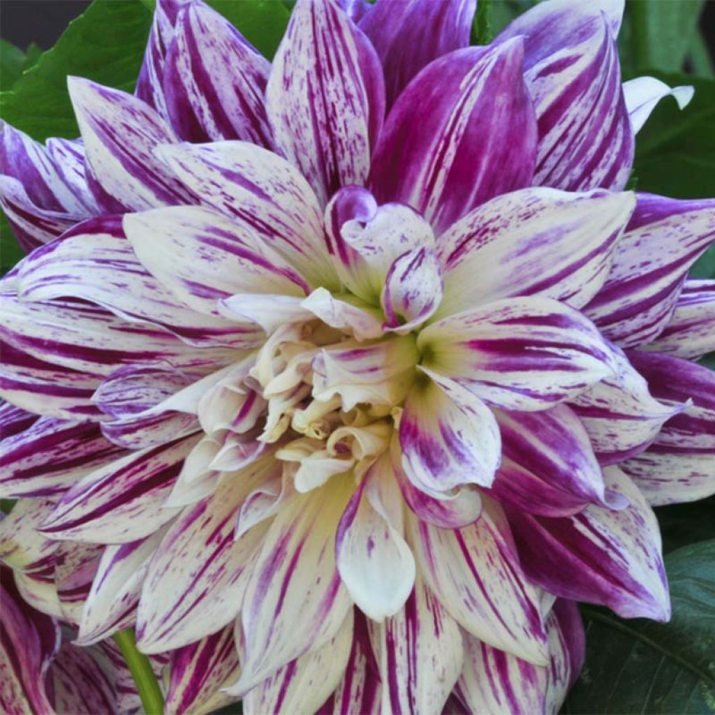 Dahlia Bristol Stripe