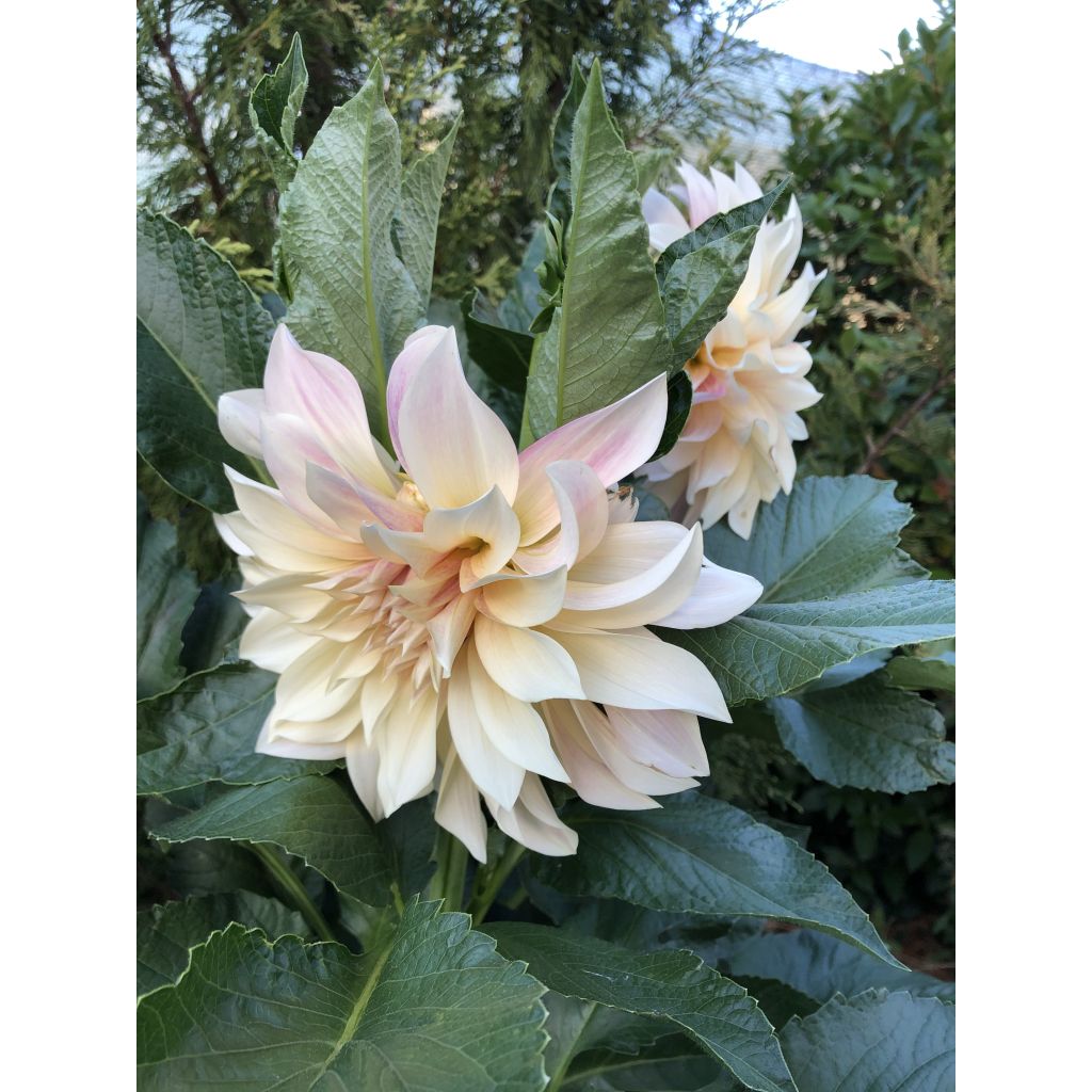 Dahlia Café au Lait