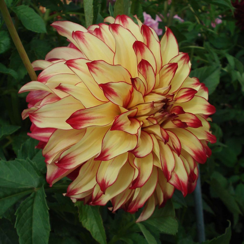 Dahlia Lady Darlene