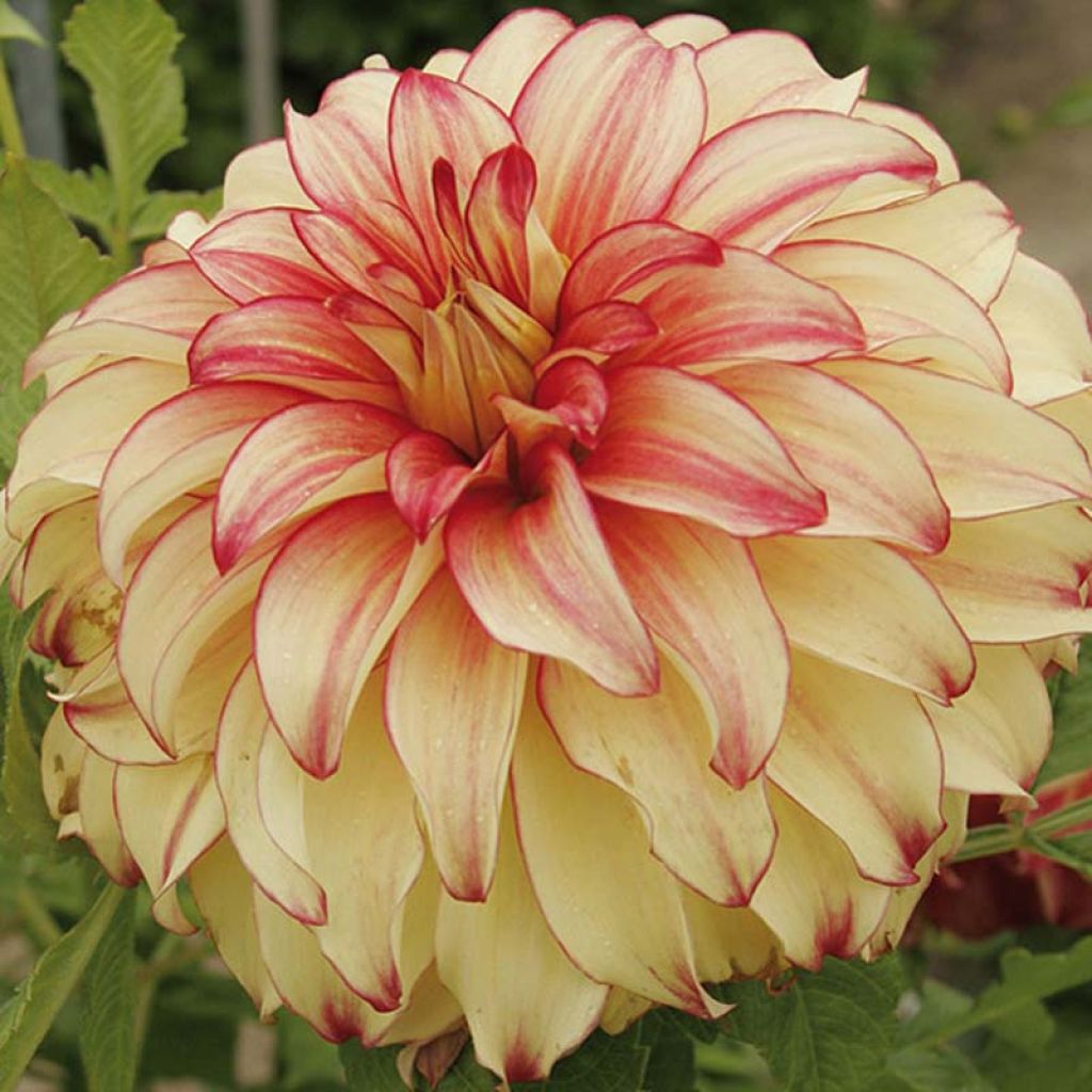 Dahlia Lady Darlene