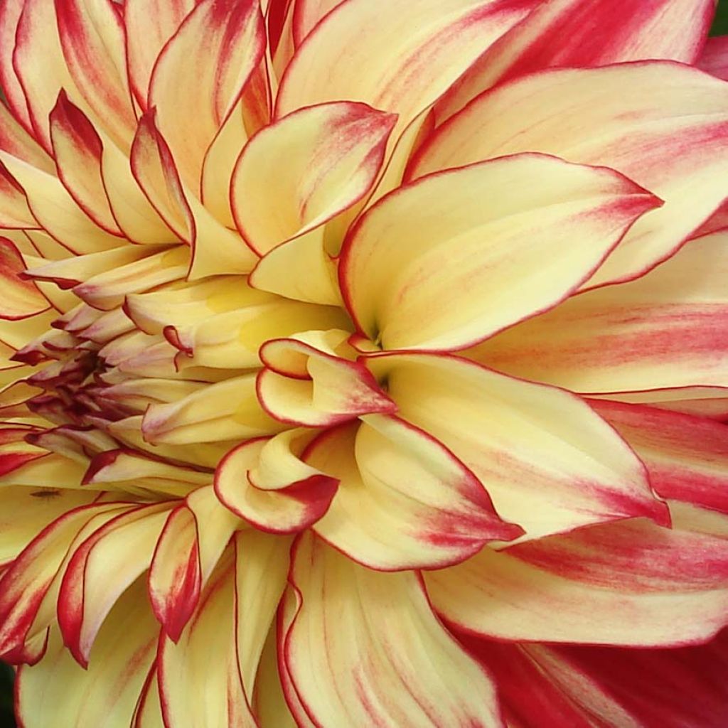 Dahlia Lady Darlene