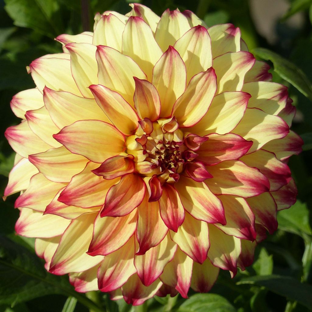 Dahlia Lady Darlene