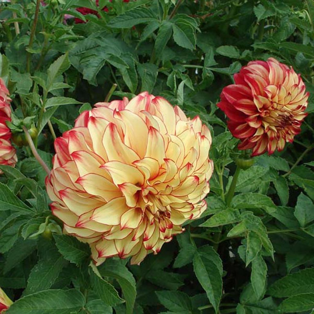 Dahlia Lady Darlene