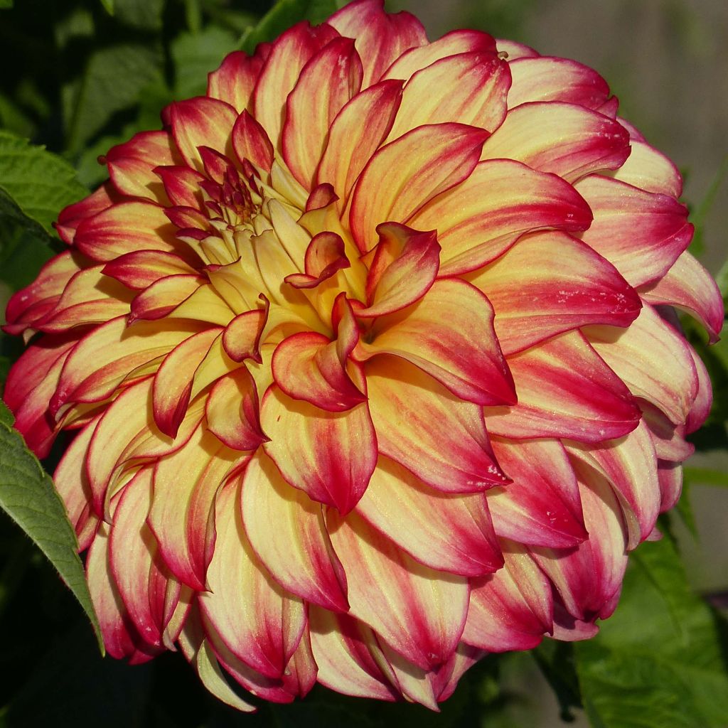 Dahlia Lady Darlene