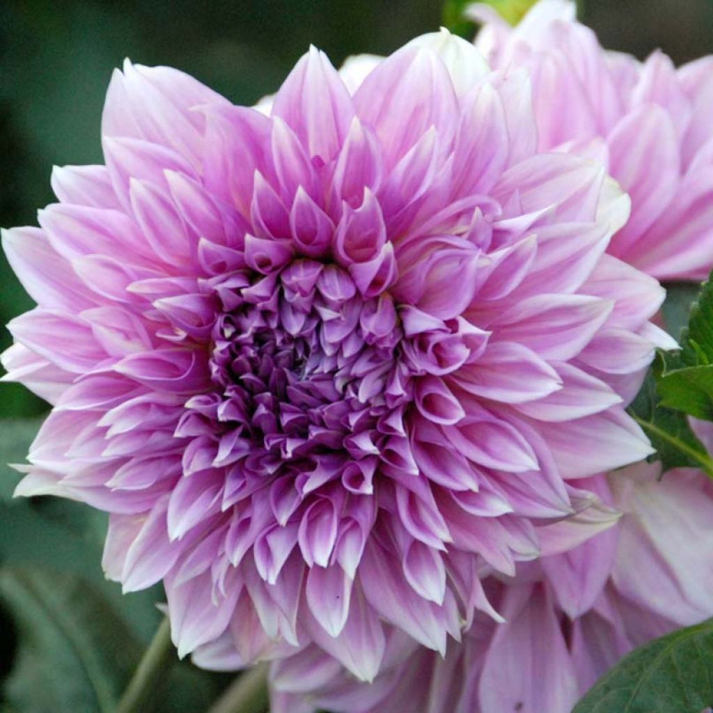 Dahlia Lilac Time