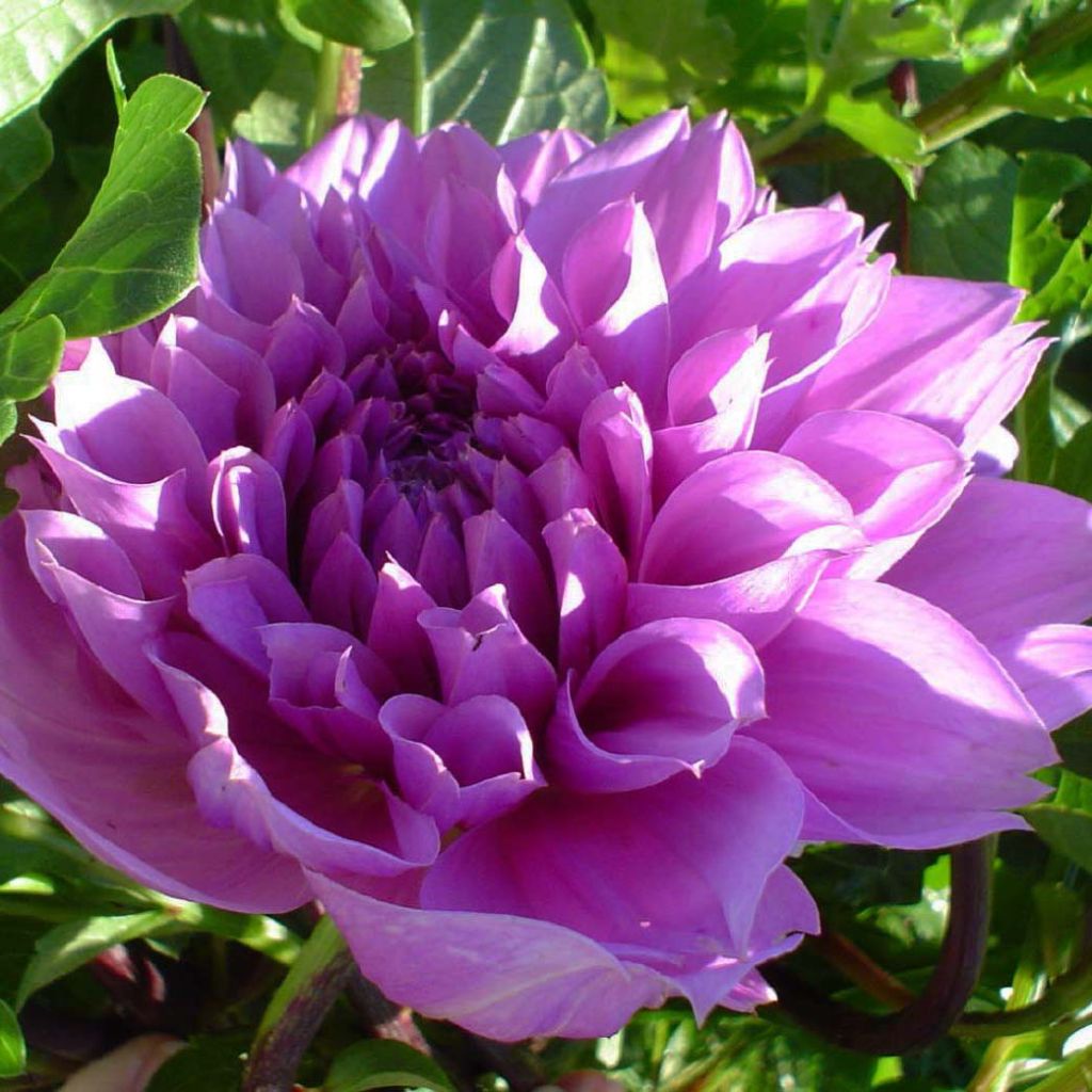 Dahlia Lilac Time