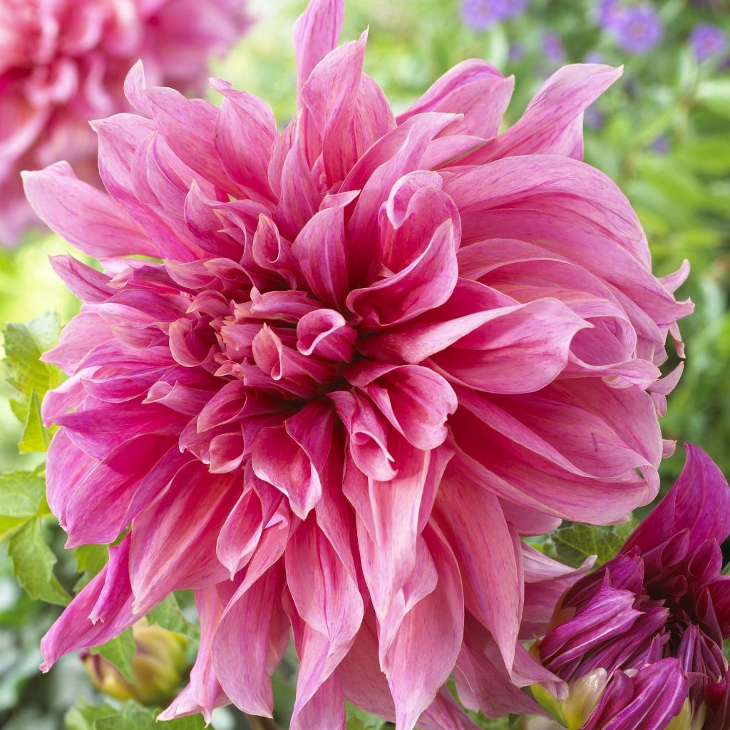 Dahlia Maki