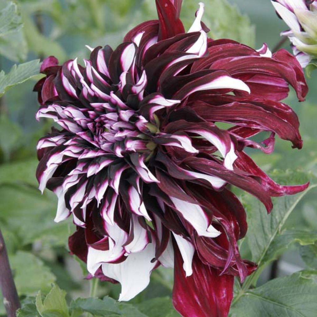 Dahlia géant Tartan