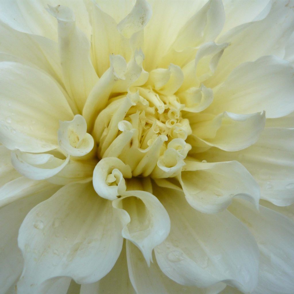 Dahlia White Perfection