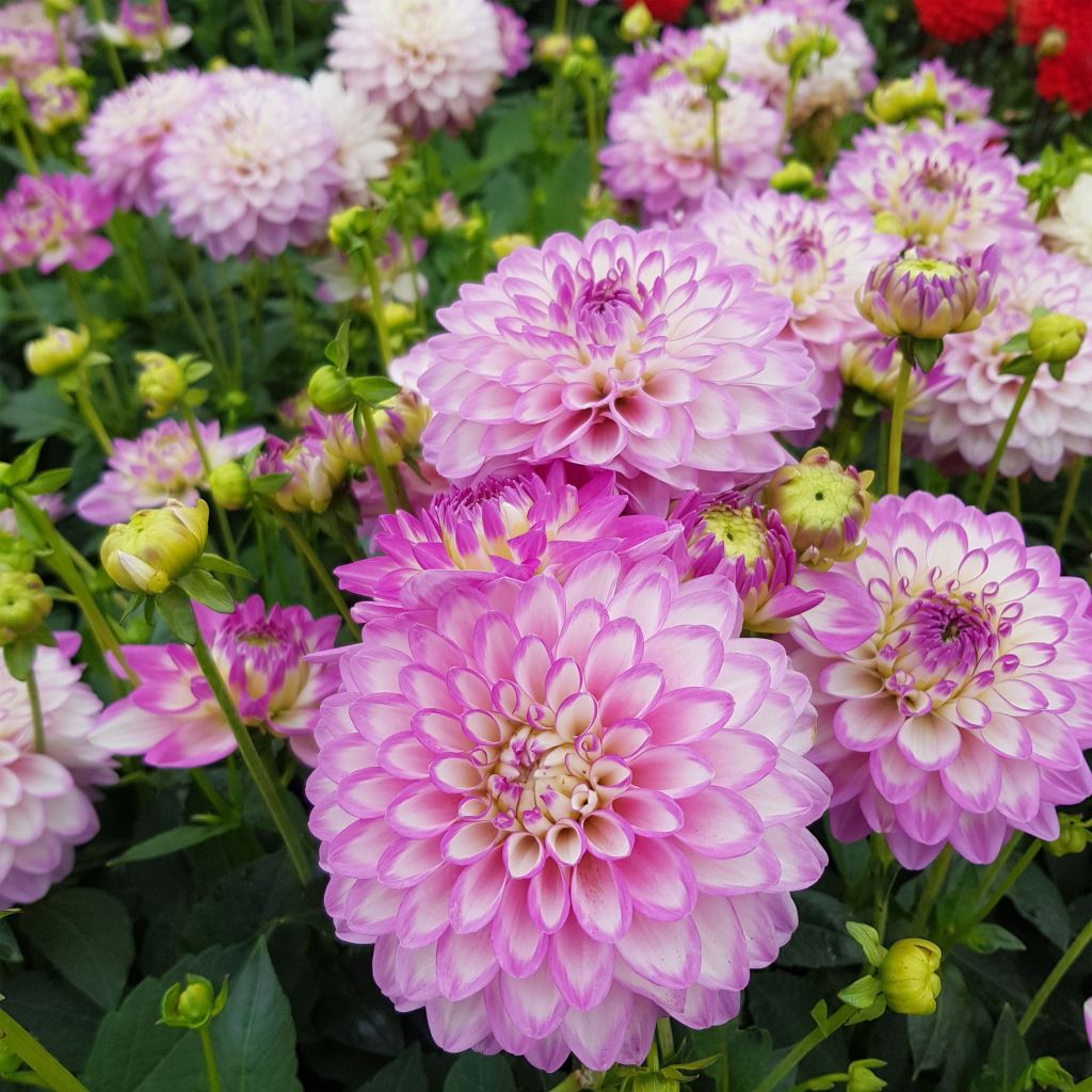 Dahlia Melody Dixie