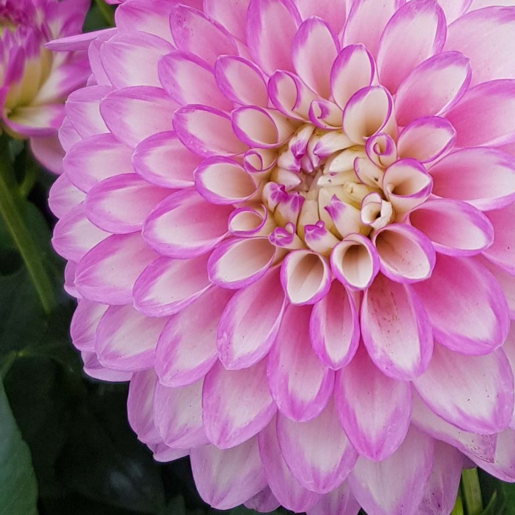 Dahlia Melody Dixie