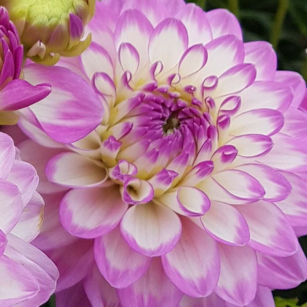 Dahlia Melody Dixie